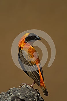 Southern Red Bishop perched on rock