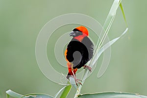 Southern red bishop or red bishop