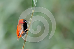 Southern red bishop or red bishop