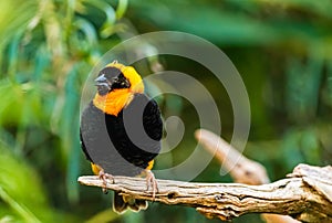 The southern red bishop or red bishop bird in Stubenberg Austria