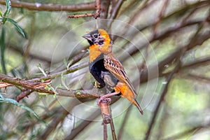 Southern red bishop or red bishop (Euplectes orix