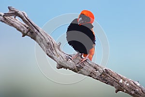 The southern red bishop or red bishop Euplectes orix sitting on the branch with blue background. Red passerine at courtship in