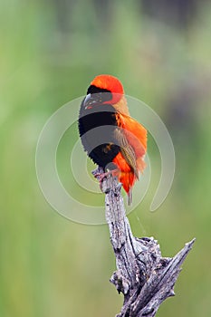 The southern red bishop or red bishop Euplectes orix sitting on the branch with green background. Red passerine at courtship