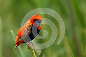 The southern red bishop or red bishop Euplectes orix sitting on the branch with green background. Red passerine at courtship in