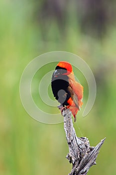 The southern red bishop or red bishop Euplectes orix sitting on the branch with green background. Red passerine at courtship in