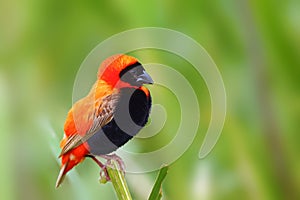 The southern red bishop or red bishop Euplectes orix sitting on the branch with green background. Red passerine at courtship in