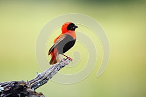 The southern red bishop or red bishop Euplectes orix sitting on the branch with green background. Red passerine at courtship