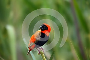 The southern red bishop or red bishop Euplectes orix sitting on the branch with green background. Red passerine at courtship