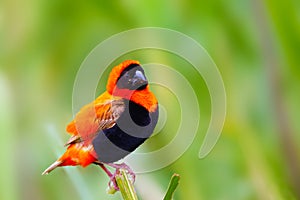 The southern red bishop or red bishop Euplectes orix sitting on the branch with green background. Red passerine at courtship