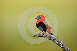 The southern red bishop or red bishop Euplectes orix sitting on the branch with green background. Red passerine at courtship