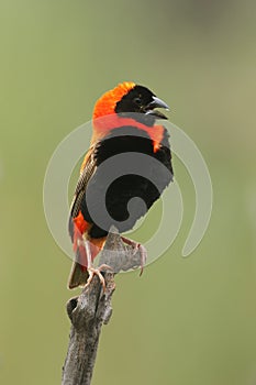 The southern red bishop or red bishop Euplectes orix sitting on the branch with open beak. Red passerine at courtship with green