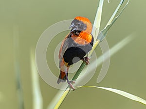 Southern Red Bishop in reed