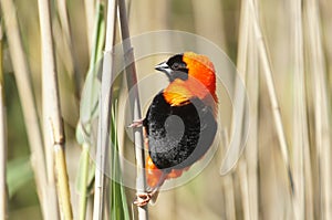 Southern Red Bishop