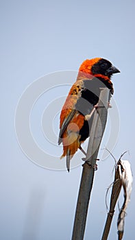 Southern red bishop in the reeds