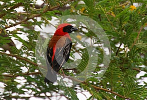 Southern red bishop on a tree branch