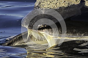 Southern Right Baleen