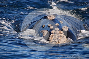 Southern right whale