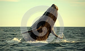 Southern Right Whale