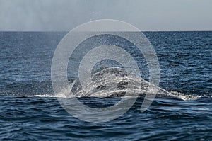 Southern Right Whale,