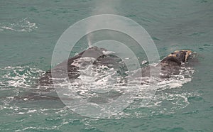 Southern right whale