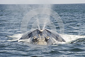 Southern Right Whale