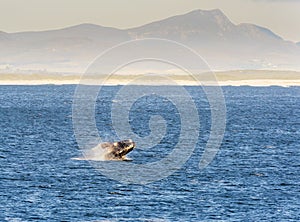 Southern Right Whale Breaches