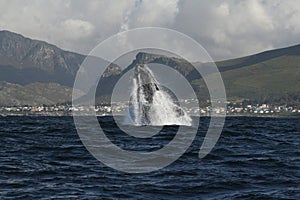 Southern right whale breaching