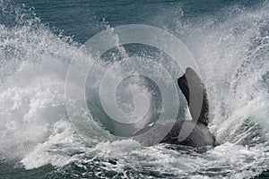 Southern right whale breaching photo