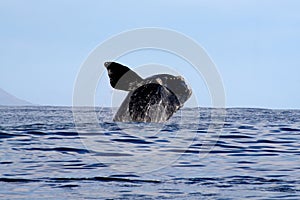 Southern Right Whale Breaching 3/4