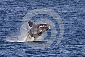 Southern right whale breaching