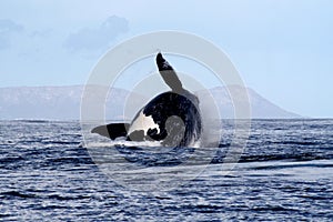 Southern Right Whale Breaching 4/4