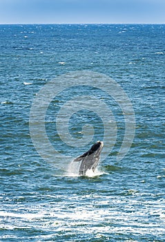 Southern Right Whale Breaching