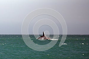Southern right whale breaching in South Africa