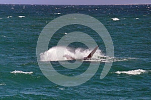 Southern right whale breaching in South Africa