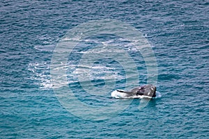 Southern right whale breaching on the surface. Young whale calf playing, exercising and jumping out of the water showing open