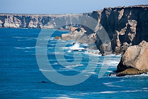 Southern Right Whale Bunda cliffs Nullarbor Plain