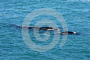 Southern Right Whale & Calf, Hermanus, South Africa