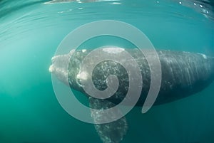 Southern Right whale diving, Peninsula Valdes,