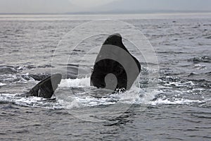 Southern Right Whale, eubalaena australis, Fins emerging from Sea, Ocean Near Hermanus in South Africa photo