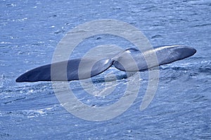Southern Right Whale, Eubalaena australis, Gansbaai photo