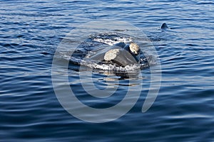 Southern Right Whale, eubalaena australis, Head of Adult at Surface, Near Hermanus in South Africa photo