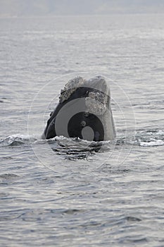 Southern Right Whale, eubalaena australis, Head emerging from Sea, Hermanus in South Africa photo