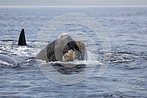 SOUTHERN RIGHT WHALE eubalaena australis, HEAD EMERGING FROM WATER, NEAR HERMANUS IN SOUTH AFRICA photo