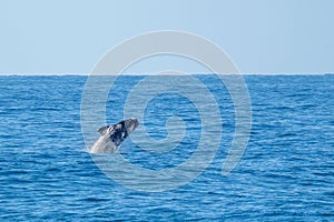 Southern right whale (Eubalaena australis) jumps out of the sea photo