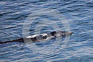 SOUTHERN RIGHT WHALE eubalaena australis NEAR HERMANUS, SOUTH AFRICA photo