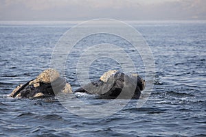 Southern Right Whale, eubalaena australis, Pair with Head emerging from Sea, Hermanus in South Africa photo
