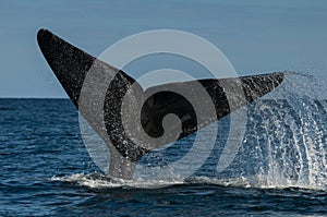 Del sur la ley ballena 