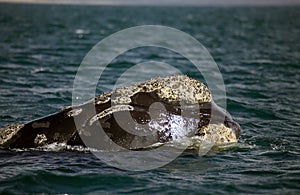 Southern right whale at Puerto Piramides in Valdes Peninsula, Atlantic Ocean, Argentina photo