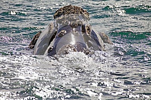 Southern right whale at Puerto Piramides in Valdes Peninsula, Atlantic Ocean, Argentina photo