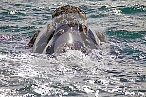 Southern right whale at Puerto Piramides in Valdes Peninsula, Atlantic Ocean, Argentina